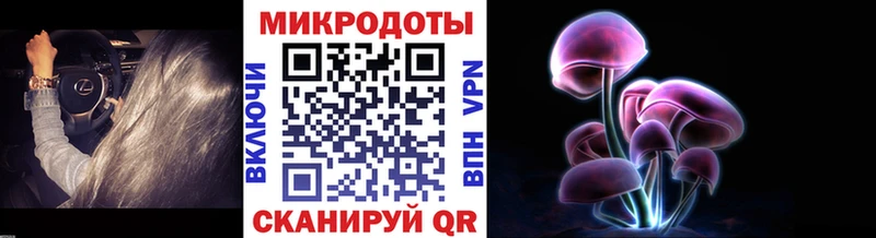 закладка  Гатчина  Псилоцибиновые грибы Psilocybine cubensis 
